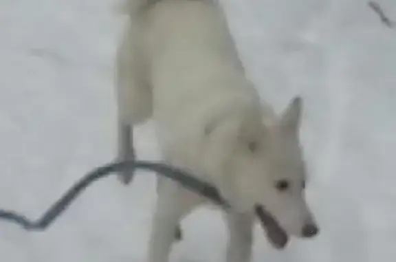 Пропала собака в СНТ Труд, Кратово, Московская область