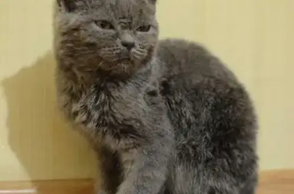 Найден британский котенок в Волгодонске, ищут хозяев.