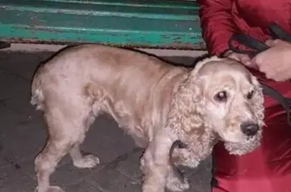 Найдена собака в селе Таврово