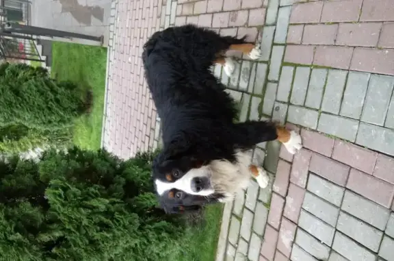 Найдена собака в Горки Городе, ищем хозяев.