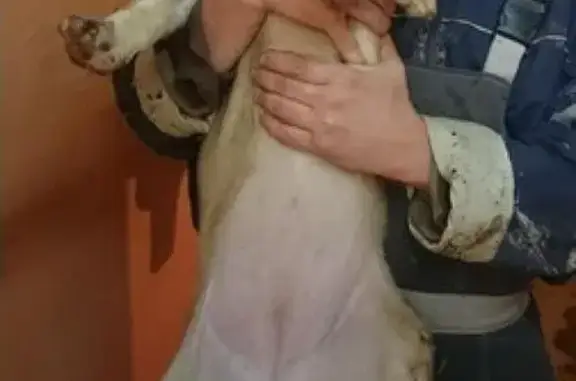 Найдена собака палевого цвета на стройке в центре Самары