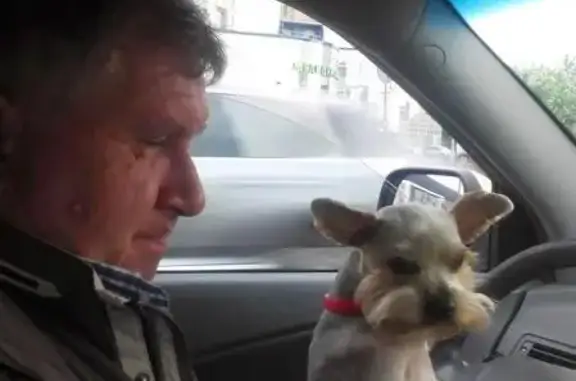 Собака потерялась в Приморском районе, ул. Дибуновская.