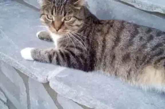 Пропала кошка на ул. Бригадной в Серпухове