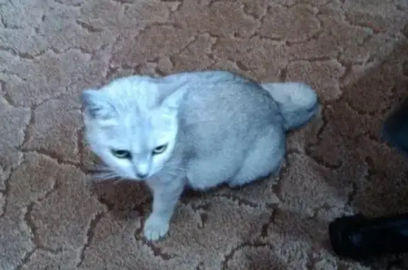 Найдена породная кошка в районе 44 школы, Ростов-на-Дону