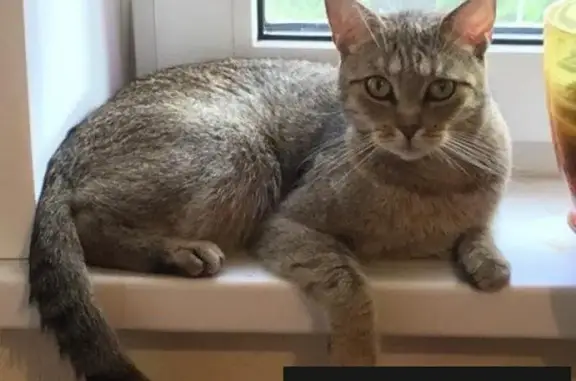 Кошки потеряшки, Онуфриево, фото: Потеряшка кошка в Московской области, коттеджный посёлок Монастырское Озеро