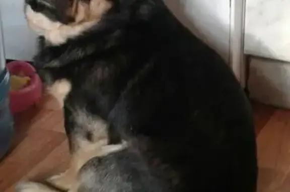 Пропала собака в Молодежном Новочеркасска