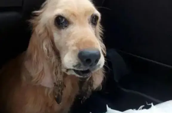 Найдена собака в Коломенском городском округе