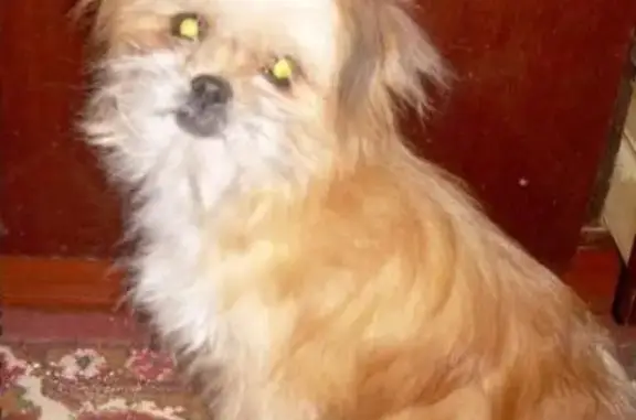 Собаки потеряшки, Ольгинская, фото: Потеряшка старенькая собака возле магазина Лента на углу пр. Шолохова и ул. 14-я линия.