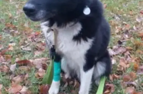 Найдена собака в Электростале: кобель русско-европейской лайки.