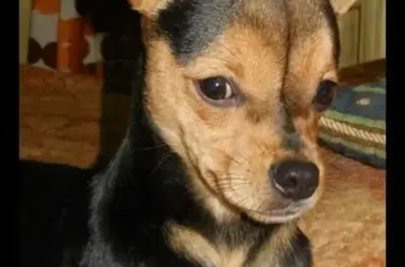 Пропала собака Бэтик в Серпухове