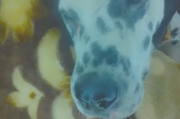 Найден кобель далматина в Архызе с разными глазами