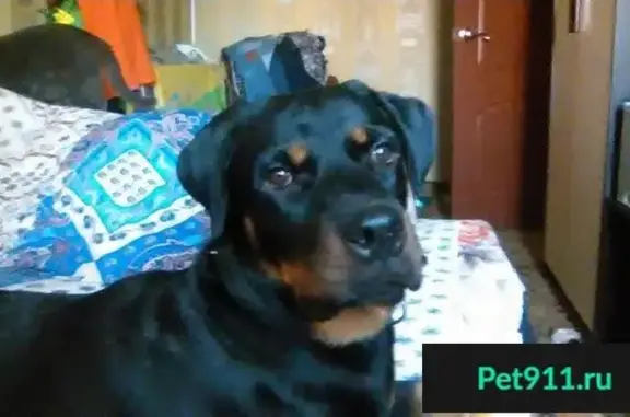 Пропала собака в Домодедово, ротвейлер, 2 года
