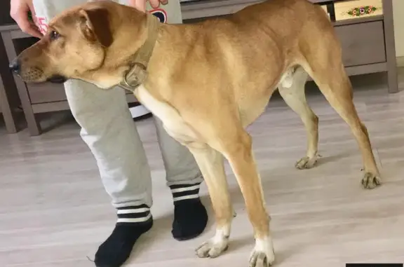 Собака найдена в Кирове