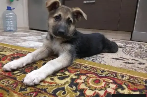 Пропала собака в Великих Луках: щенок метис немецкой овчарки, зовут Лера.