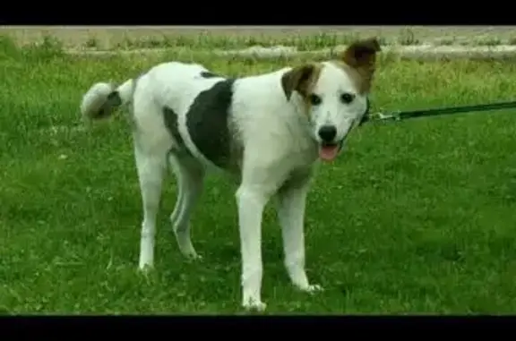 Найдены две собаки в Одинцово, ищут ответственных хозяев!
