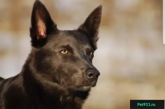Найдена собака Кобель в Волгограде