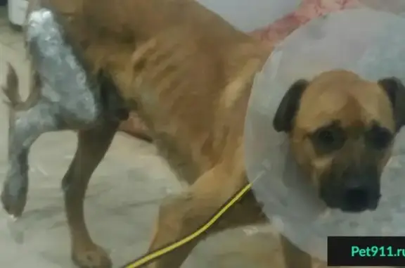 Пропала собака с больной лапой в Малоярославце