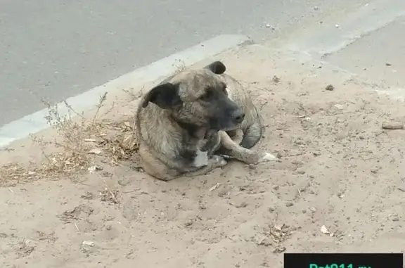 Найдена собака на улице Жердева в Улан-Удэ