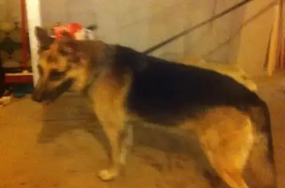 Найдена собака на перекрестке Кудрявцева и Радищева в Ярославле