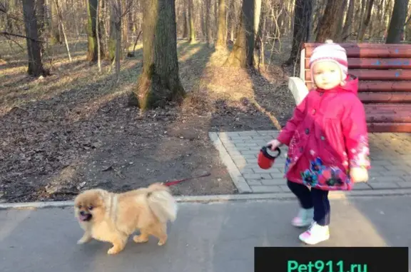 Пропала рыжая собака без ошейника в районе Филевский парк (ул. Василисы Кожиной)
