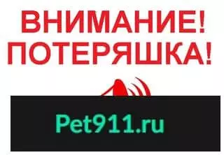 Пропала кошка по адресу Крылова, 4 в Перми