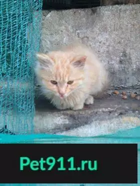 Найдены котята в Москве, нужен дом!