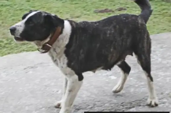Найдена собака в Подольском районе, деревня Федюково