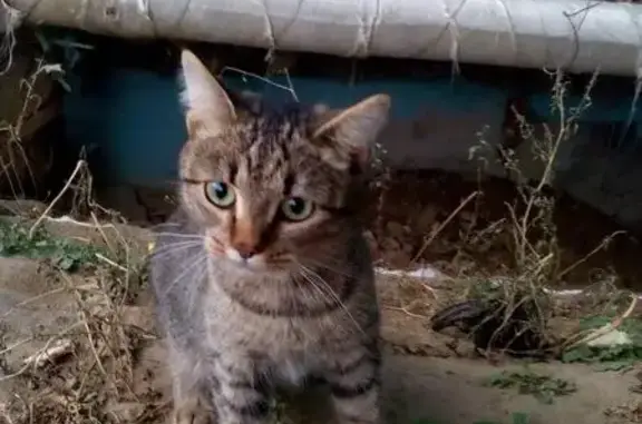 Новосибирск: найдена домашняя серо-полосатая кошка.