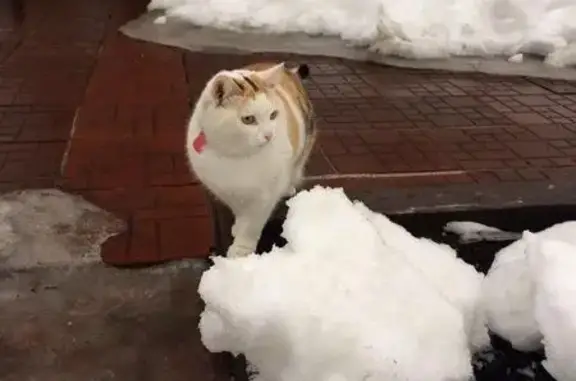 Пропала кошка в Нагаево, помогите найти!