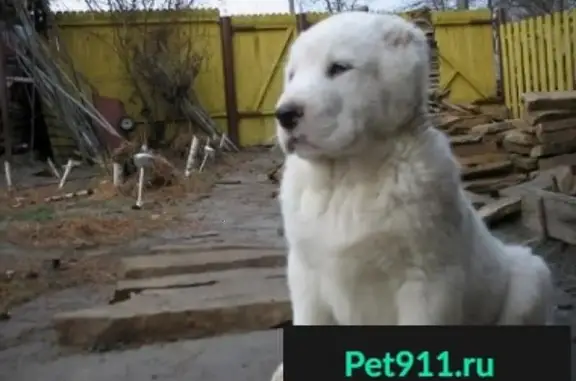 Пропала собака в поселке Зональная Станция, Томский район
