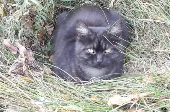 Найдена кошка в Мещере, ул. Есенина, 48