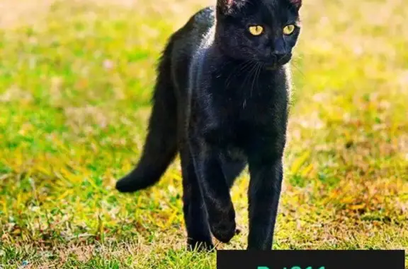 Пропала черная кошка на Славянском бульваре в Москве