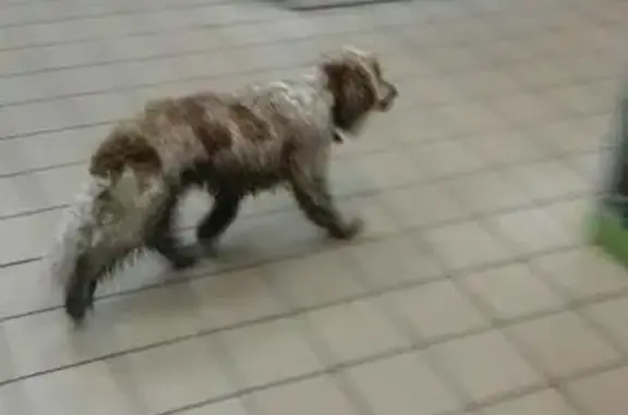 Пропала собака Локи в районе Бежицкой Линии