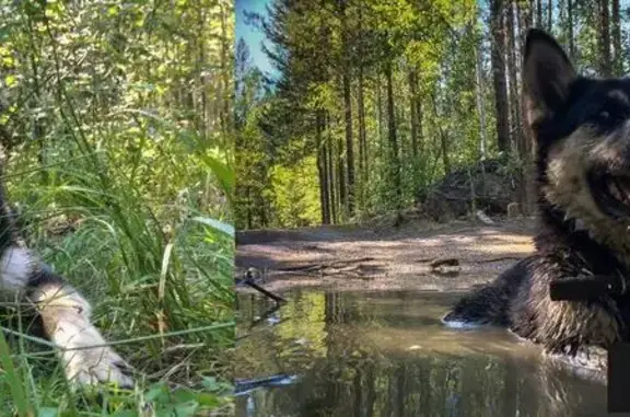 Пропала собака на улице Попова в Иркутске