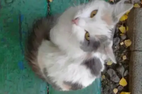 Пропала кошка в Иркутске на бульваре Постышева