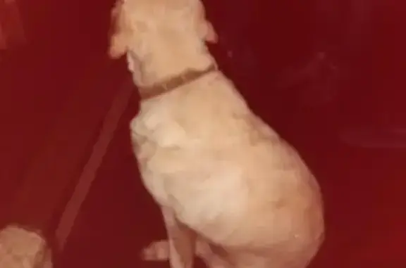 Найдена собака с ошейником в Московской области.