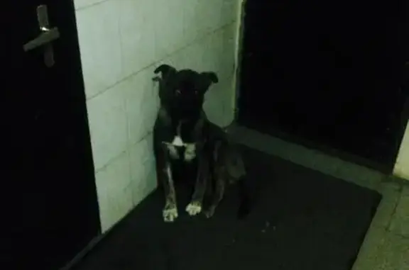 Найдена собака в Бирюлёво Западное, Москва