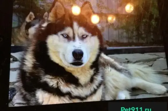Пропала собака в Мелихово, Икша, Московская область
