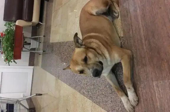 Собака Анастасия найдена на Борисовских Прудах, 5к1 (Москва)