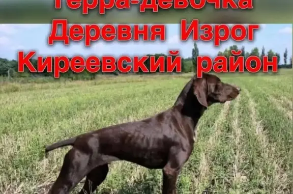 Собаки потеряшки, Шварцевское, фото: Потеряшка собака в деревне Изрог, Тульская область