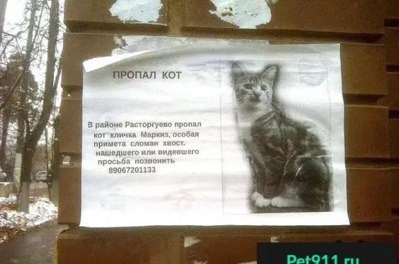Пропала кошка в Видном, Расторгуево, сломан хвост.