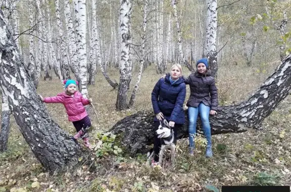 Пропала собака Хаски в Магнитогорске