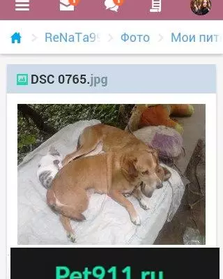 Пропала собака в районе Дукана, Казань
