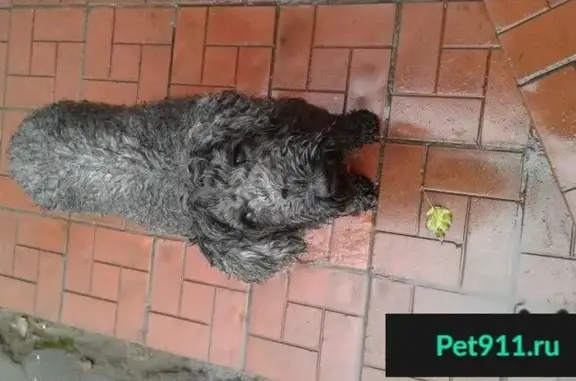Собака найдена в Реутове, нужен хозяин (Московская область)