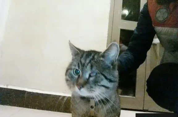 Найден кот с одним глазом на ул.Семчинская, д.11, ищем хозяина (Рязань)