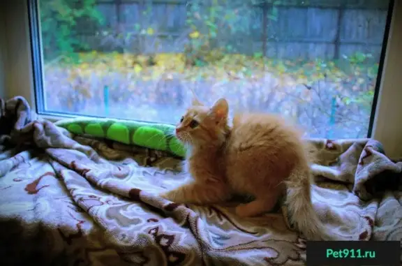 Найдена кошка в Воронеже - помогите разместить объявление