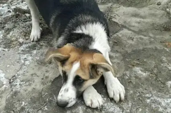 Найден щенок в Новосибирске ищет дом