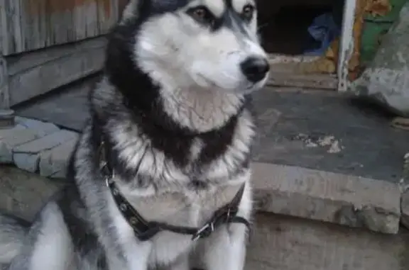 Пропала собака в Энгельсе на улицах Советская/Пугачева (Нэсси, лайка-хаски, черно-белая)