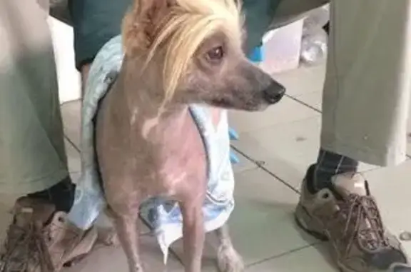 Собака найдена на ул. Бородинская, Краснодар