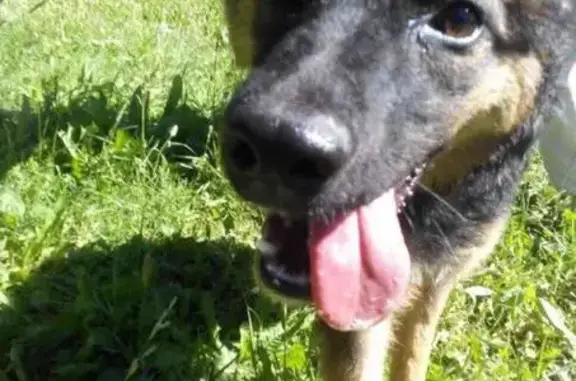 Найдена собака ищет дом в Тюмени